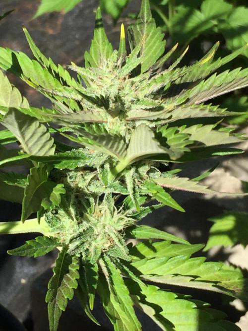 Winter Outdoor 2/28/26. Week 9 - DAY 63