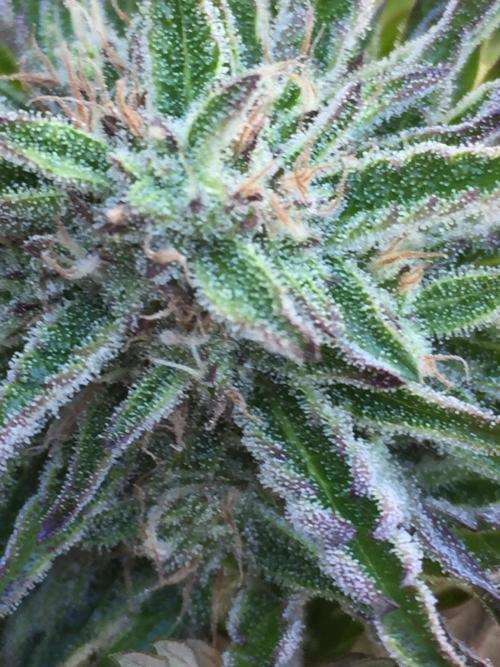 Winter Outdoor 2/28/26. Week 9 - DAY 63