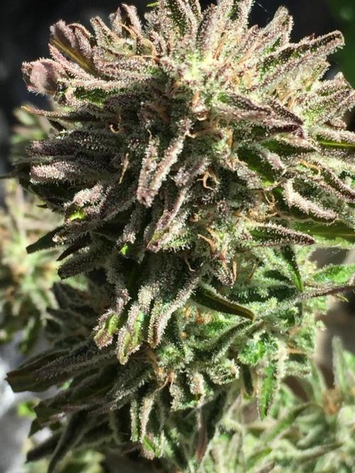 Winter Outdoor 2/28/26. Week 10 - DAY 70