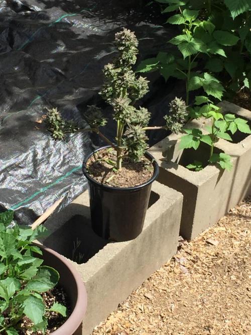 Winter Outdoor 2/28/26. Week 10 - DAY 70