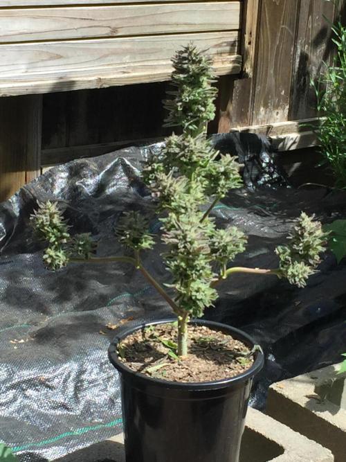 Winter Outdoor 2/28/26. Week 10 - DAY 70