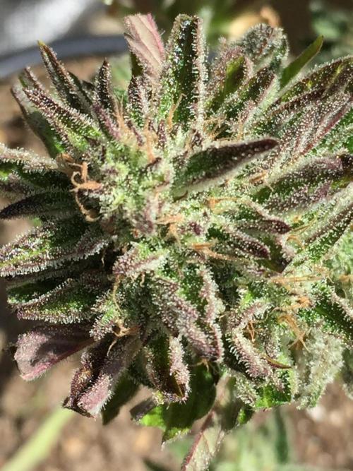 Winter Outdoor 2/28/26. Week 10 - DAY 70