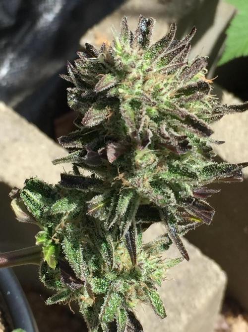 Winter Outdoor 2/28/26. Week 10 - DAY 70