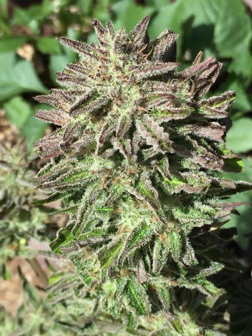 Winter Outdoor 2/28/26. Week 10 - DAY 70