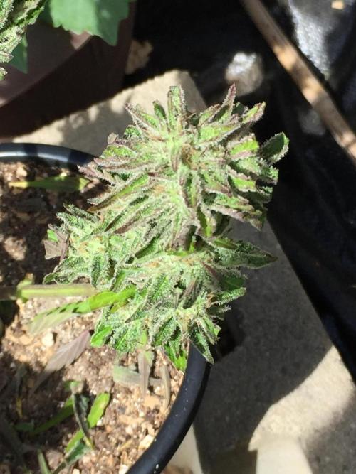 Winter Outdoor 2/28/26. Week 10 - DAY 70