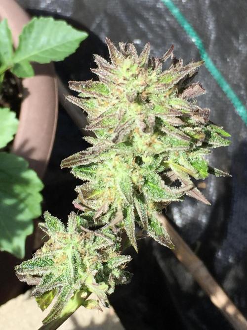 Winter Outdoor 2/28/26. Week 10 - DAY 70