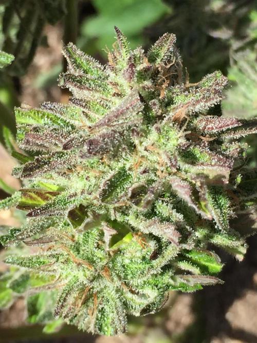 Winter Outdoor 2/28/26. Week 10 - DAY 70
