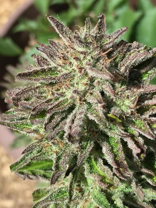 Winter Outdoor 2/28/26. Week 10 - DAY 70