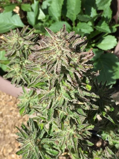 Winter Outdoor 2/28/26. Week 10 - DAY 70