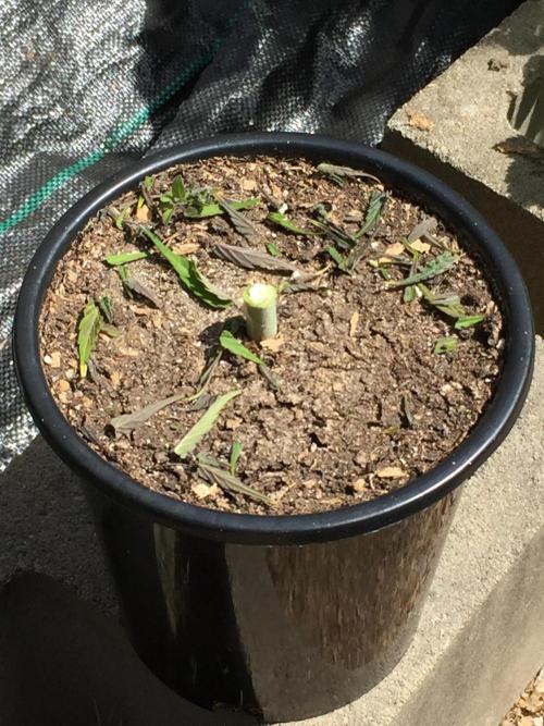 Winter Outdoor 2/28/26. Week 10 - DAY 70