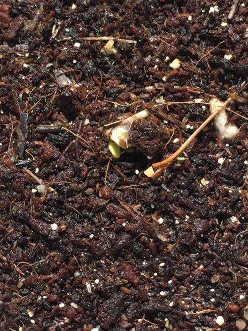 Outdoor 6/17/26. Week 0
