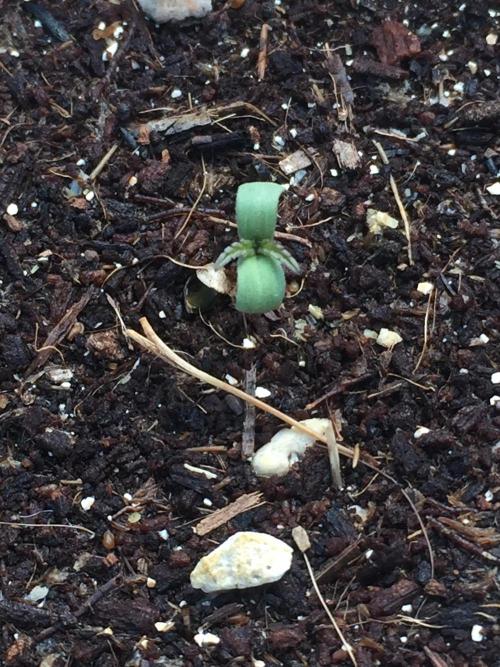 Outdoor 6/17/26. Week 0