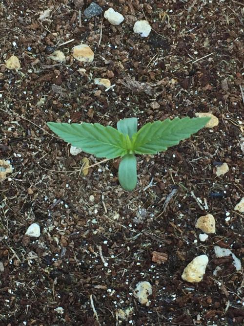 Outdoor 6/17/26. Week 1