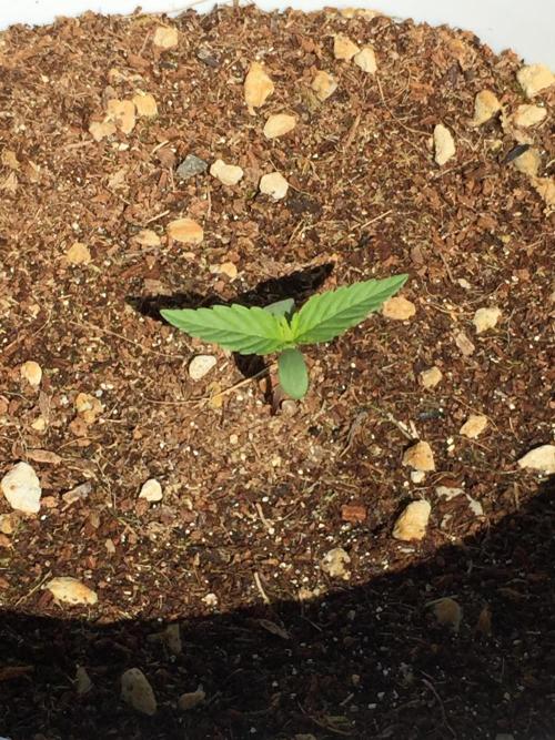 Outdoor 6/17/26. Week 1
