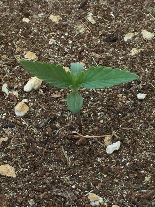 Outdoor 6/17/26. Week 1
