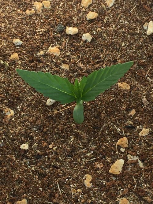 Outdoor 6/17/26. Week 1