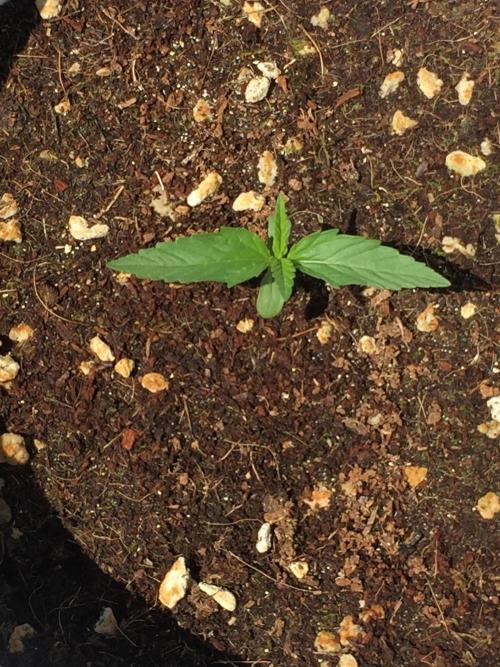 Outdoor 6/17/26. Week 1