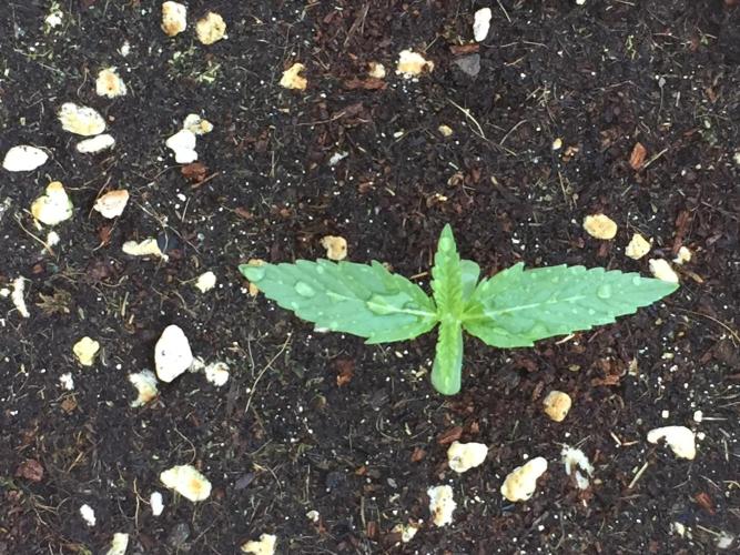Outdoor 6/17/26. Week 1