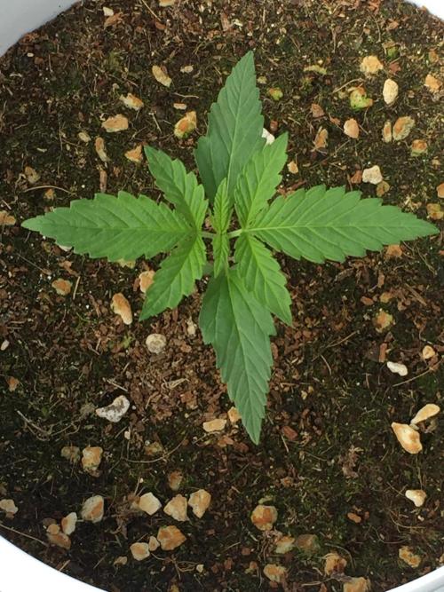 Outdoor 6/17/26. Week 2
