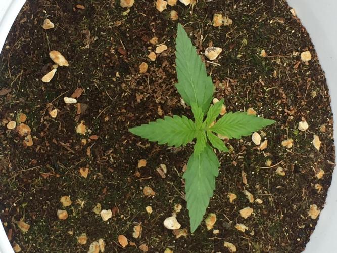 Outdoor 6/17/26. Week 2