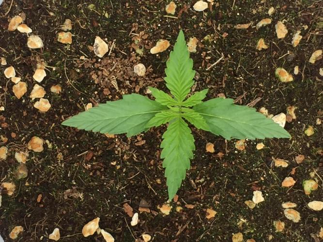 Outdoor 6/17/26. Week 2
