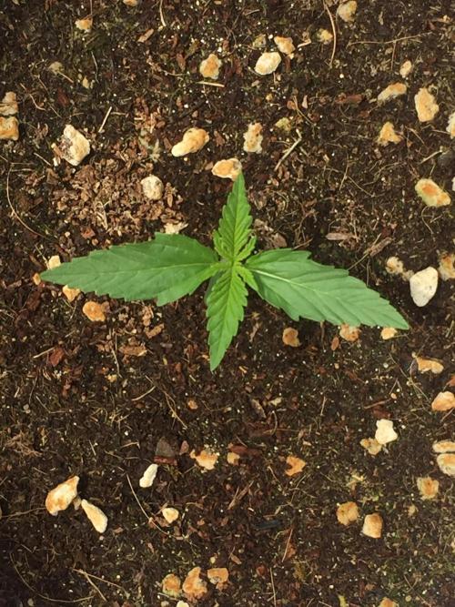 Outdoor 6/17/26. Week 2
