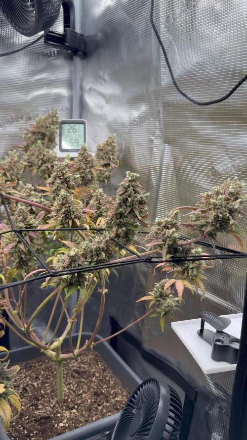 Fast Buds Indoor Grow