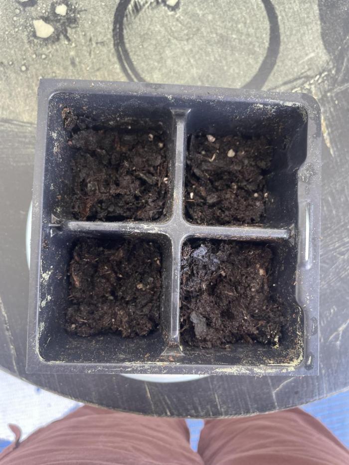 First grow - blueberry headband. Week 0