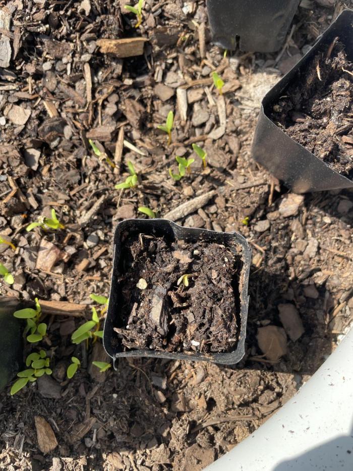 First grow - blueberry headband. Week 1
