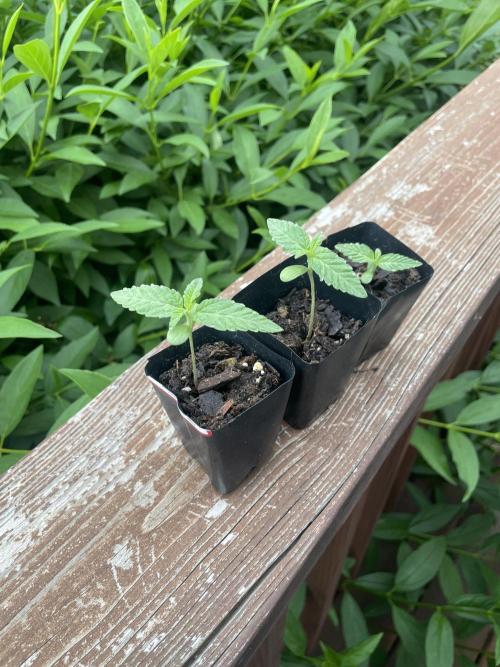 First grow - blueberry headband. Week 3