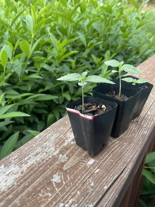 First grow - blueberry headband. Week 3