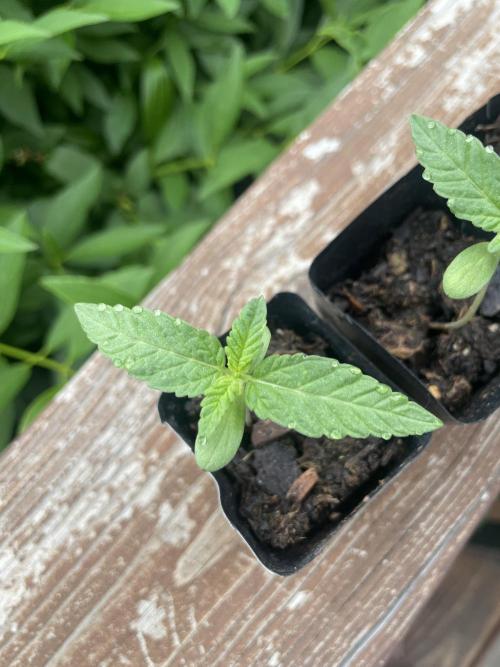 First grow - blueberry headband. Week 3