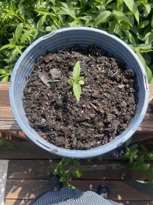 First grow - blueberry headband. Week 3