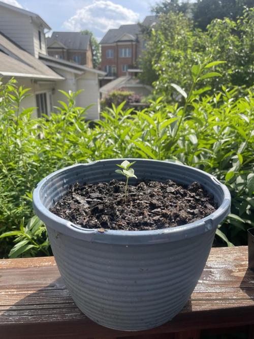 First grow - blueberry headband. Week 3