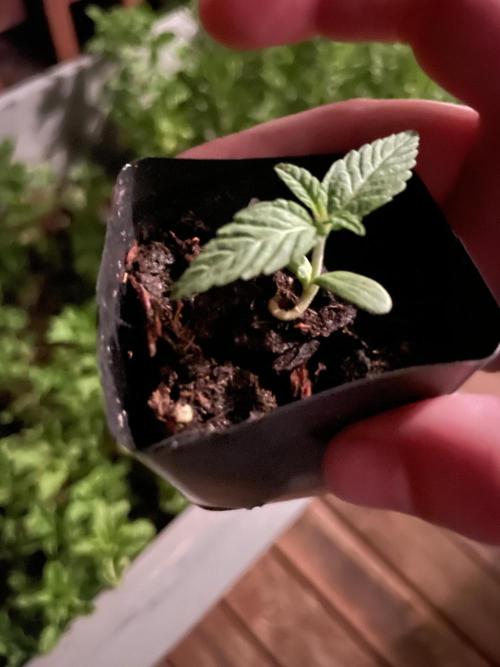 First grow - blueberry headband. Week 3 - got one that sprouted weirdly