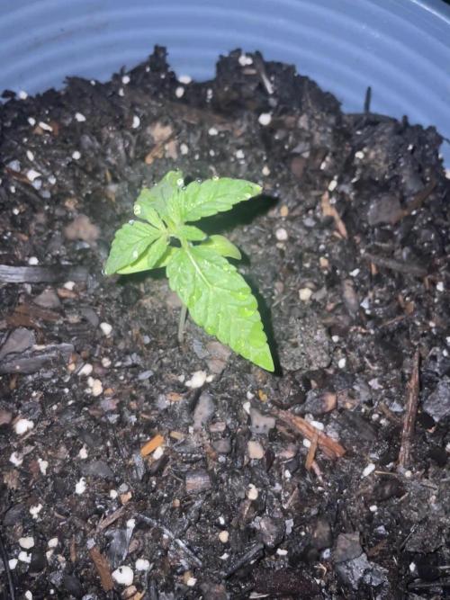 First grow - blueberry headband. Week 3