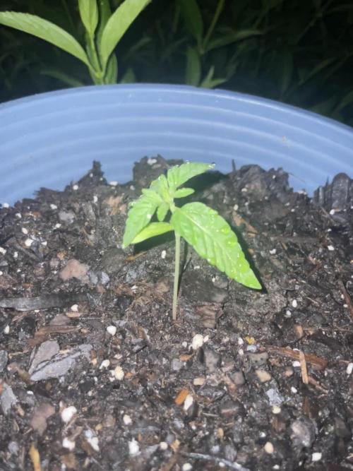 First grow - blueberry headband. Week 3