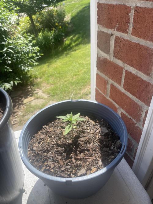 First grow - blueberry headband. Week 4