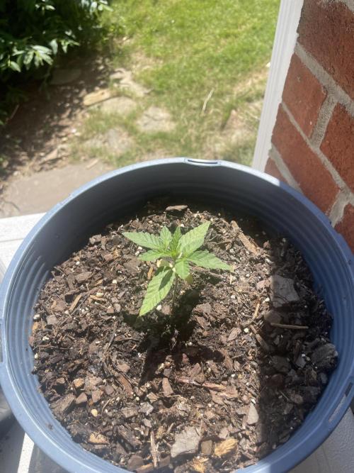 First grow - blueberry headband. Week 4