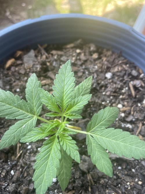 First grow - blueberry headband. Week 4