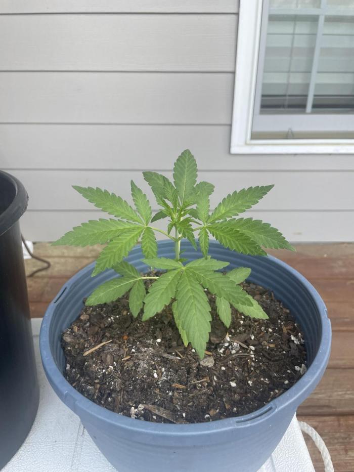 First grow - blueberry headband. Week 5