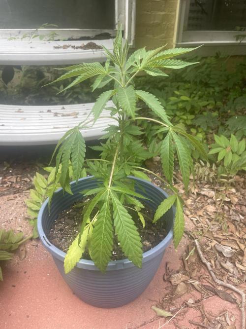 First grow - blueberry headband. Week 7