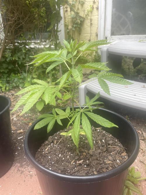 First grow - blueberry headband. Week 7