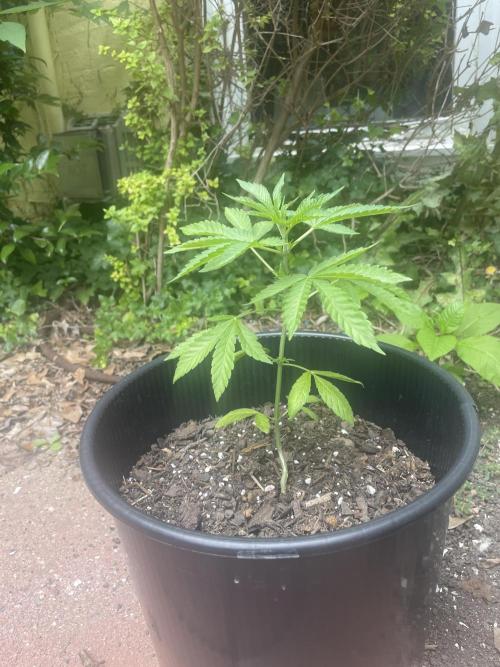 First grow - blueberry headband. Week 7