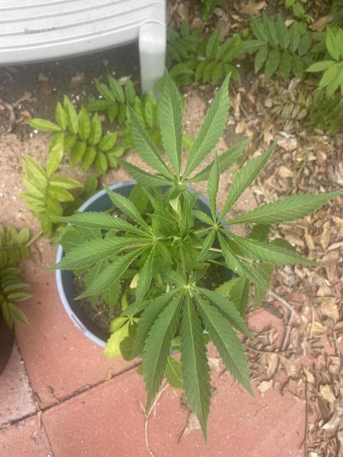 First grow - blueberry headband. Week 7