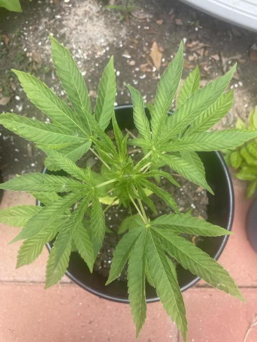 First grow - blueberry headband. Week 7