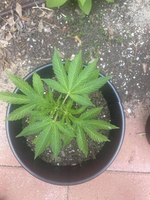 First grow - blueberry headband. Week 7