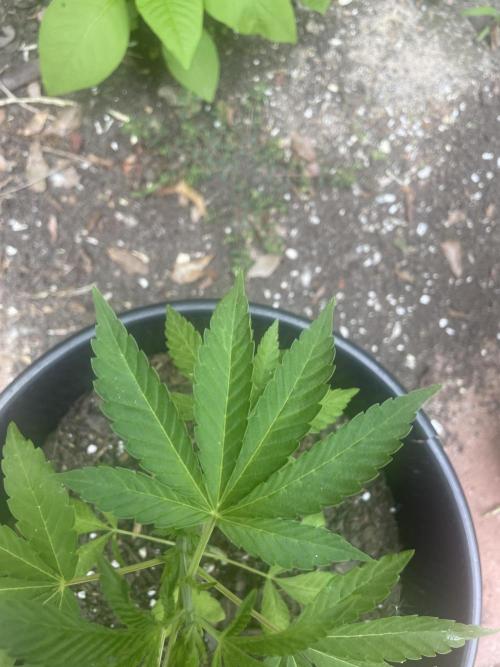 First grow - blueberry headband. Week 7