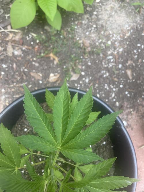 First grow - blueberry headband. Week 7 - atypical number of leaves!