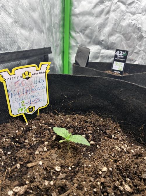 winter season, grow #2 officially. Week 0 - mephisto after sprout